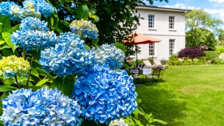 Blue Hydrangeas in the garden